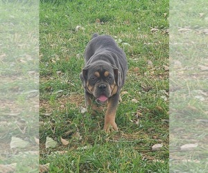 Olde English Bulldogge Puppy for sale in MILES CITY, MT, USA