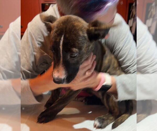 Medium Photo #1 Mutt Puppy For Sale in Ellijay, GA, USA