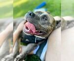 Small #5 American Pit Bull Terrier Mix