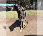 Small #1 German Shepherd Dog