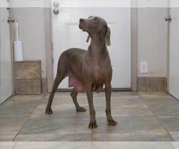 Medium Photo #1 Weimaraner Puppy For Sale in OGDEN, UT, USA