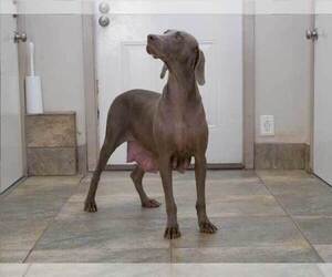 Mother of the Weimaraner puppies born on 12/14/2025