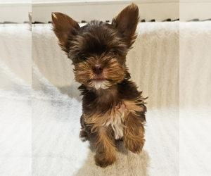 Yorkshire Terrier Puppy for sale in KINGMAN, AZ, USA