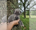 Small #16 Great Dane