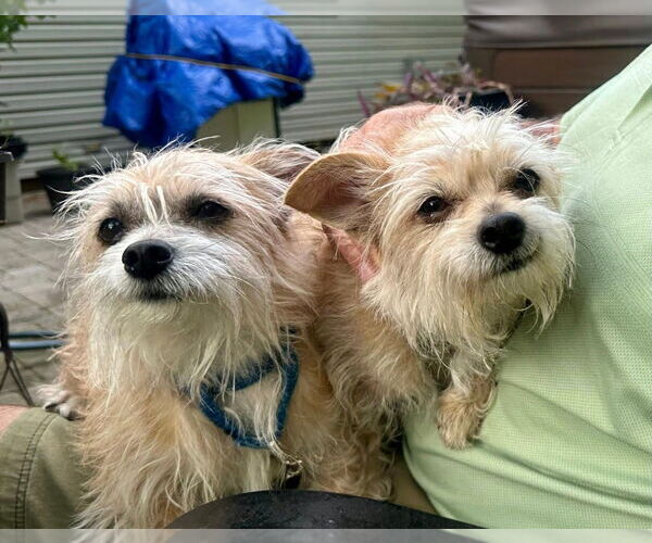 Medium Photo #3 Silky Terrier-Unknown Mix Puppy For Sale in Sayreville, NJ, NJ, USA