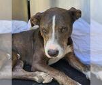 Small American Staffordshire Terrier Mix