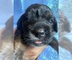 Small Photo #16 Cock-A-Poo-Cockapoo Mix Puppy For Sale in LOVELAND, CO, USA
