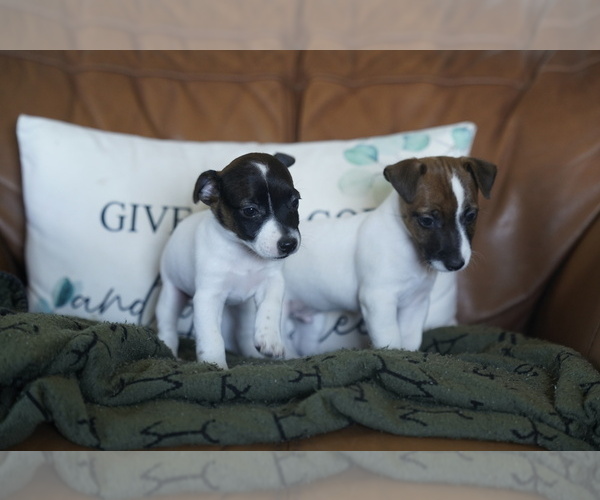 Medium Photo #9 Jack Russell Terrier Puppy For Sale in BELLVILLE, TX, USA
