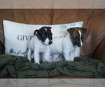 Small #8 Jack Russell Terrier