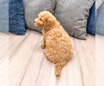 Small #3 Miniature Labradoodle