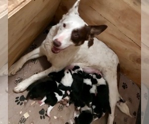 Mother of the Border Collie-Pembroke Welsh Corgi Mix puppies born on 06/02/2021
