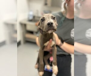 Labmaraner Dogs for adoption in Brewster, NY, USA