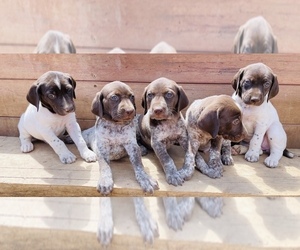 German Shorthaired Pointer Puppy for sale in DES MOINES, IA, USA