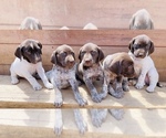 Small Photo #1 German Shorthaired Pointer Puppy For Sale in DES MOINES, IA, USA