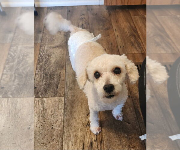 Medium Photo #6 Mutt Puppy For Sale in Walnutport, PA, USA