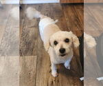 Small #5 Mutt