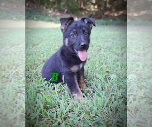 German Shepherd Dog Puppy for sale in RUSSELLVILLE, KY, USA