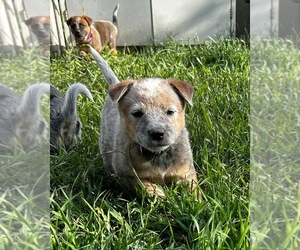 Australian Cattle Dog Puppy for sale in MOUNT PLEASANT, UT, USA