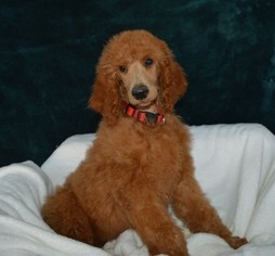 Poodle (Standard) Puppy for sale in TUSCUMBIA, AL, USA
