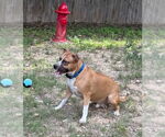 Small #2 Boxer