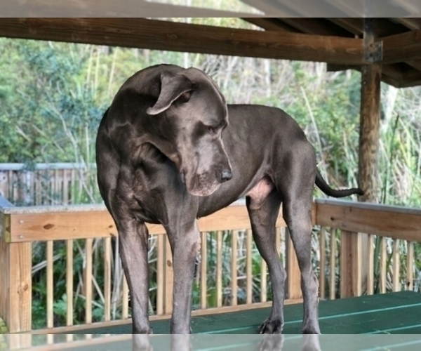 Medium Photo #1 Great Dane Puppy For Sale in RDG MNR EST, FL, USA