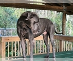 Small Photo #1 Great Dane Puppy For Sale in RDG MNR EST, FL, USA