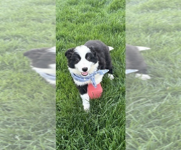 Medium Photo #5 Australian Shepherd Puppy For Sale in GREENFIELD, IN, USA