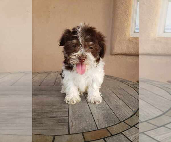 Medium Photo #14 Havanese Puppy For Sale in CASA GRANDE, AZ, USA
