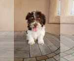 Small Photo #14 Havanese Puppy For Sale in CASA GRANDE, AZ, USA