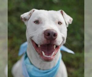 American Staffordshire Terrier-Unknown Mix Dogs for adoption in San Antonio, TX, USA