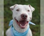 Small American Staffordshire Terrier Mix