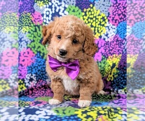 Goldendoodle Puppy for sale in KIRKWOOD, PA, USA