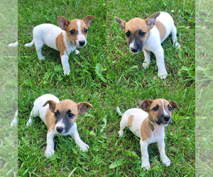 Jack Russell Terrier Puppy for sale in NOVI, MI, USA