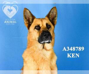 German Shepherd Dog Dogs for adoption in Stockton, CA, USA