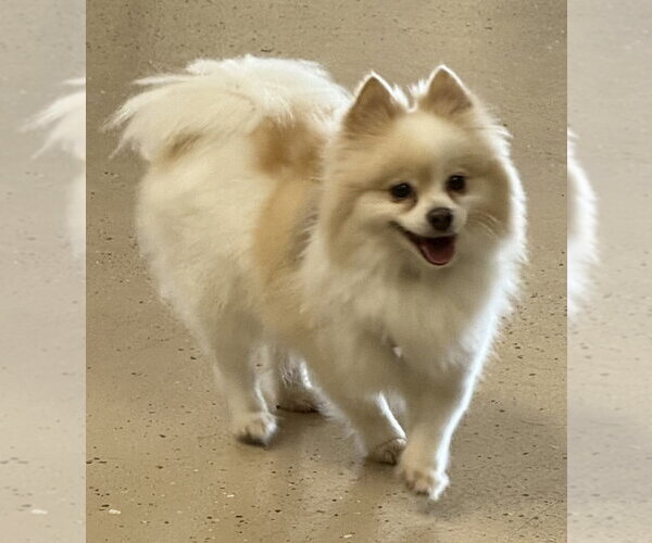 Medium Photo #2 Pomeranian Puppy For Sale in Mundelein, IL, USA