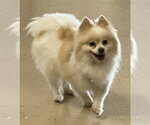 Small #1 Pomeranian