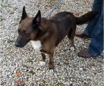 Trigger - Male Mutt Dog for Adoption - Small photo