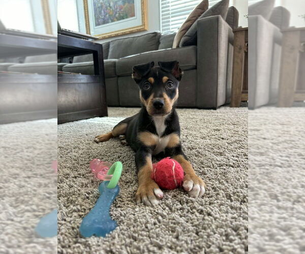 Medium Photo #2 Australian Shepherd-Unknown Mix Puppy For Sale in Springdale, PA, USA