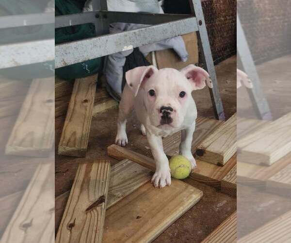 Medium Photo #2 Mutt Puppy For Sale in Candler, NC, USA