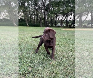 Medium Labrador Retriever