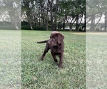 Puppy Autumn Labrador Retriever