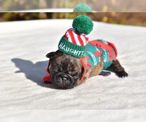 Pug Puppy for sale in PALM COAST, FL, USA