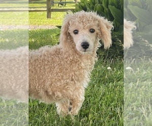 Poodle (Toy) Puppy for sale in CANOGA, NY, USA