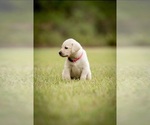 Puppy Puppy E Labrador Retriever