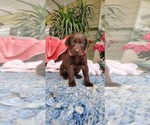 Small Photo #4 Labrador Retriever Puppy For Sale in FRESNO, CA, USA