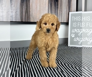 Goldendoodle (Miniature) Puppy for sale in FRANKLIN, IN, USA