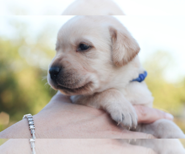 Medium Photo #11 Labrador Retriever Puppy For Sale in WEST PALM BEACH, FL, USA