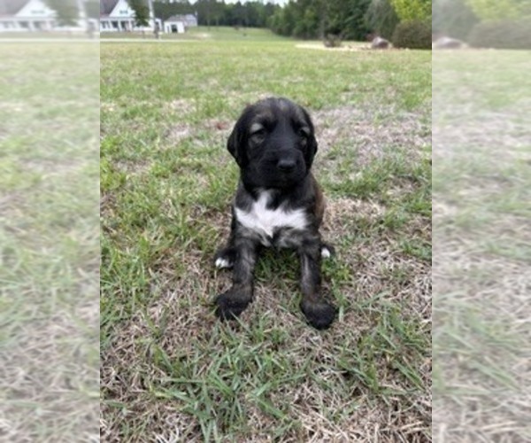 Medium Photo #4 Afghan Hound Puppy For Sale in VIDALIA, GA, USA