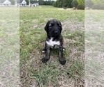 Small Photo #13 Afghan Hound Puppy For Sale in VIDALIA, GA, USA