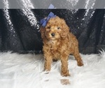 Small #5 Poodle (Toy)